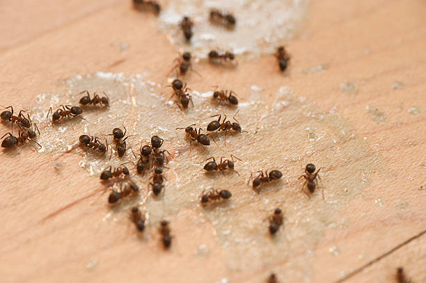 Best Commercial Pest Control Services  in Vergennes, VT